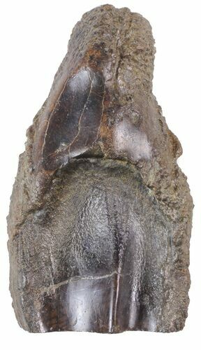 Rooted Triceratops Tooth - Montana #56475